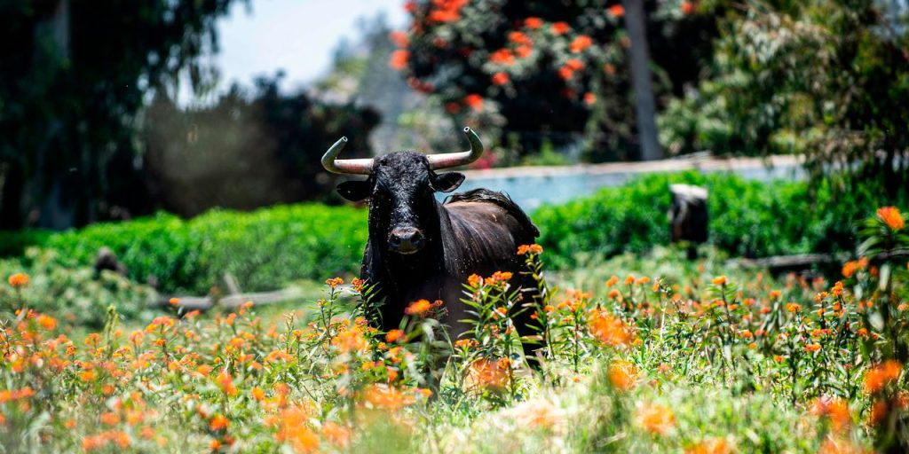 The bull market is one year old and it’s already looking post-peak