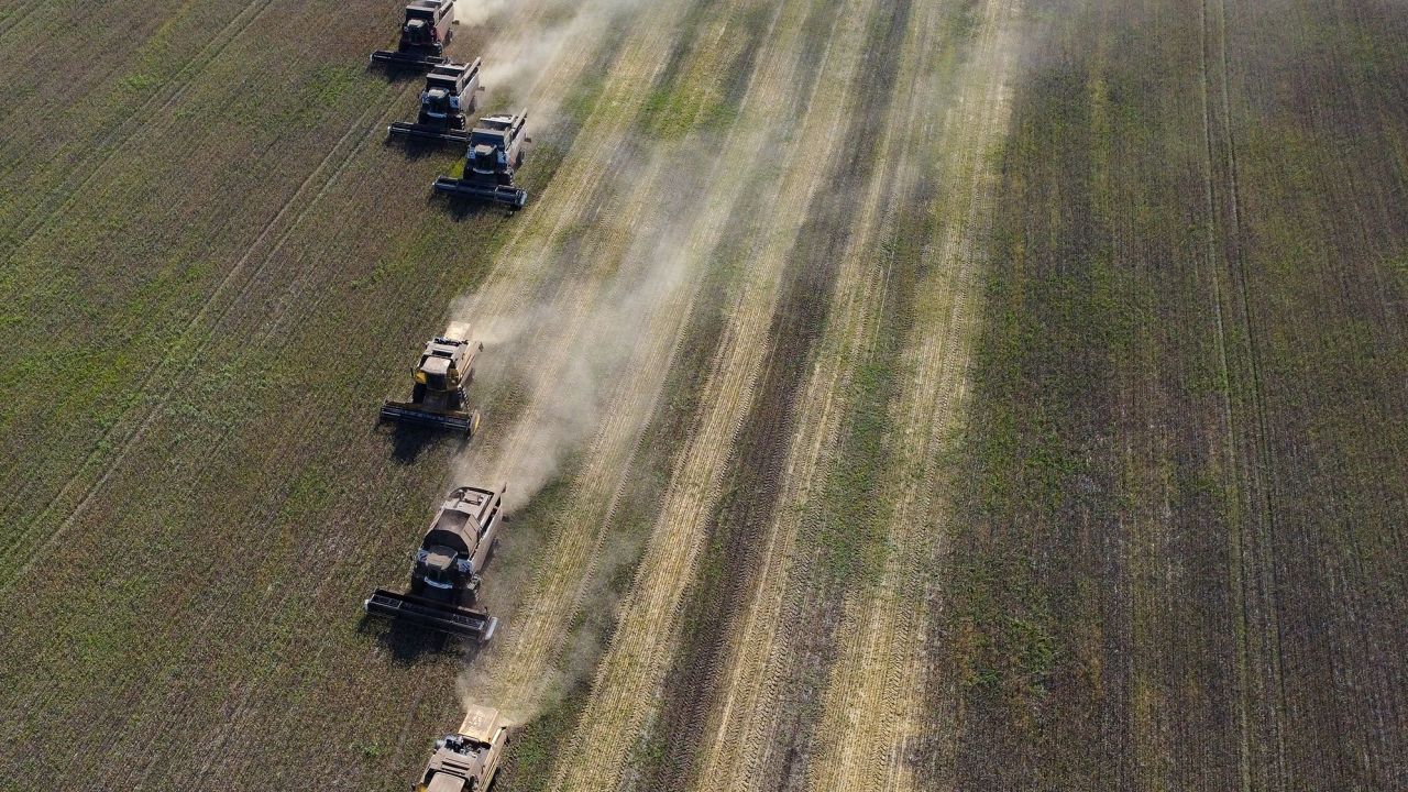 Combine harvesters harvest wheat in the Siberian Novosibirsk region in September.